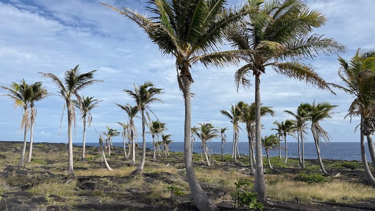 The grove of coconut palms is a short walk from the end of Chain of Craters Road.