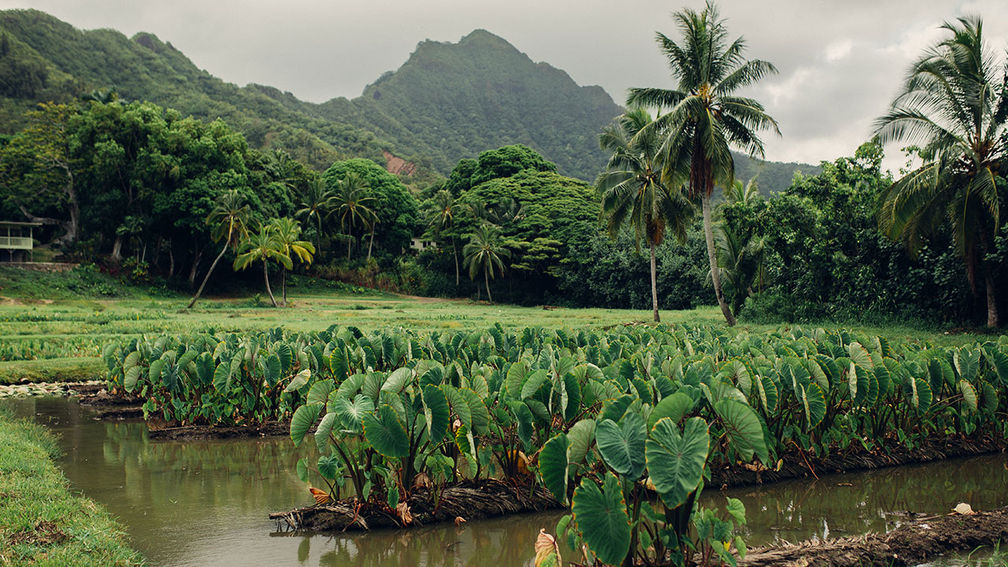 hawaii tourism malama