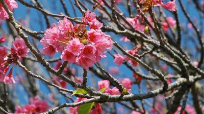 Hawaii Island is pretty in pink during the annual Waimea Cherry Blossom Heritage Festival. // © 2014 Waimea Cherry Blossom Heritage Festival F