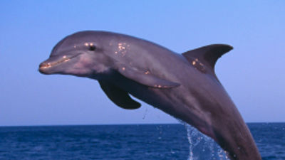 Adopt-a-Dolphin Package on Maui With Destination Resorts Hawaii