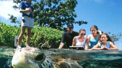 Turtle Mania at Maui Ocean Center