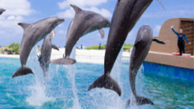 Oahu's Sea Life Park and Pacific Historic Parks Offer Joint Savings