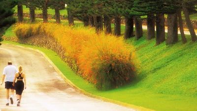 Pine-lined roads invite outdoor exploration at Kapalua Resort. // © 2015 The Kapalua Villas Maui 2