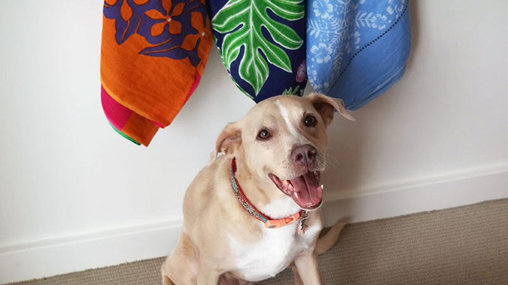 DogFriendlyHawaii_feature