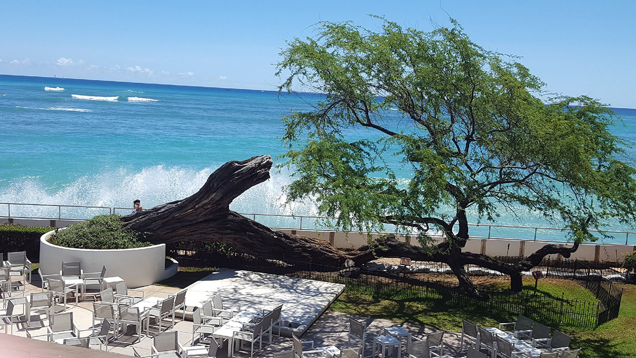 More than 130 years old, Halekulani's famous kiawe tree continues to thrive even though it fell over in 2016.