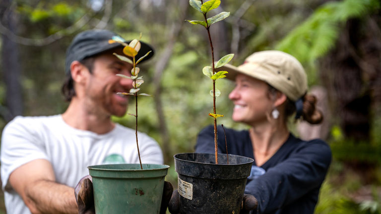 Travelers can plant native ohia lehua trees during Malama Aina Service Events at Kona Cloud Forest Sanctuary.