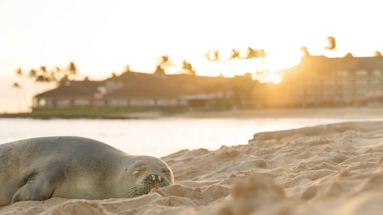 An endangered Hawaiian monk seal is ready for its close-up on Sheraton Kauai’s beach.