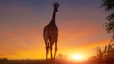 Marriott brands will soon debut in several countries within Africa, including Botswana. // © 2017 Getty Images