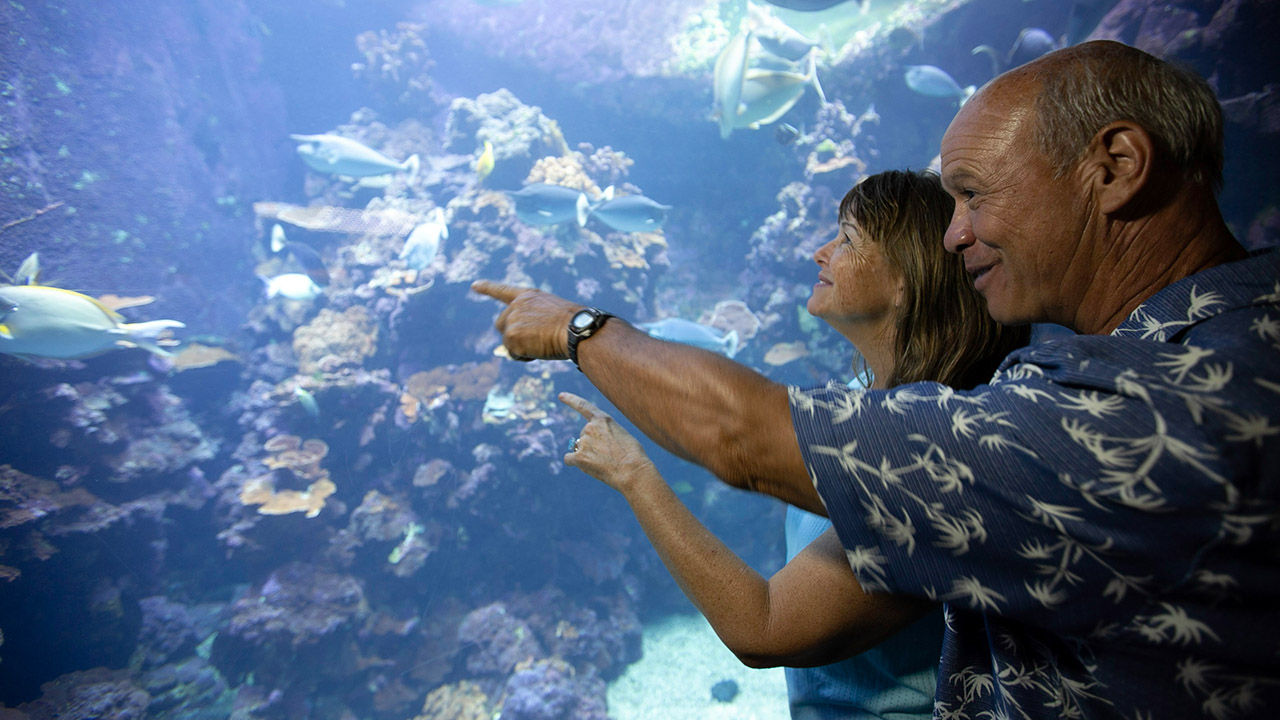 Seniors save $3 per person an all-day pass to Maui Ocean Center.
