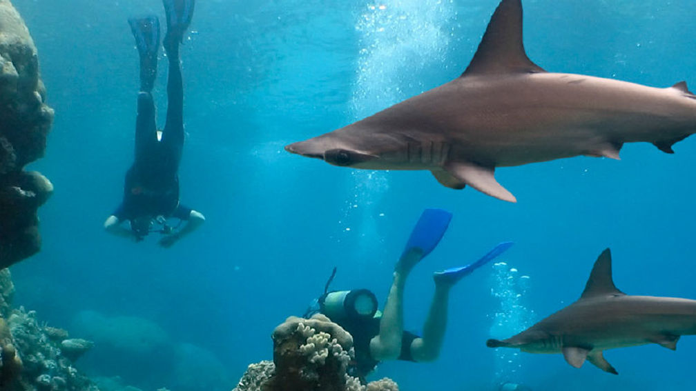 Hammerhead sharks roam the waters from June through November. // © 2015 iStock 2