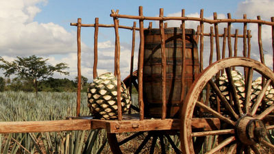 The smoky mezcal liquor is made from the agave plant. // © 2017 iStock