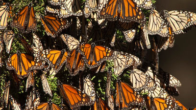 Thousands of monarch butterflies migrate to central Mexico each year. // © 2017 Getty Images