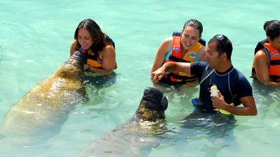 Manatees eat 10 to 15 percent of their body weight each day. // © 2014 Dolphin Discovery 2