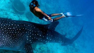Swimming with whale sharks off the coast of La Paz is an unforgettable experience. // © 2016 Esperanza, an Auberge Resort