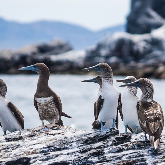 BajaSurBirds