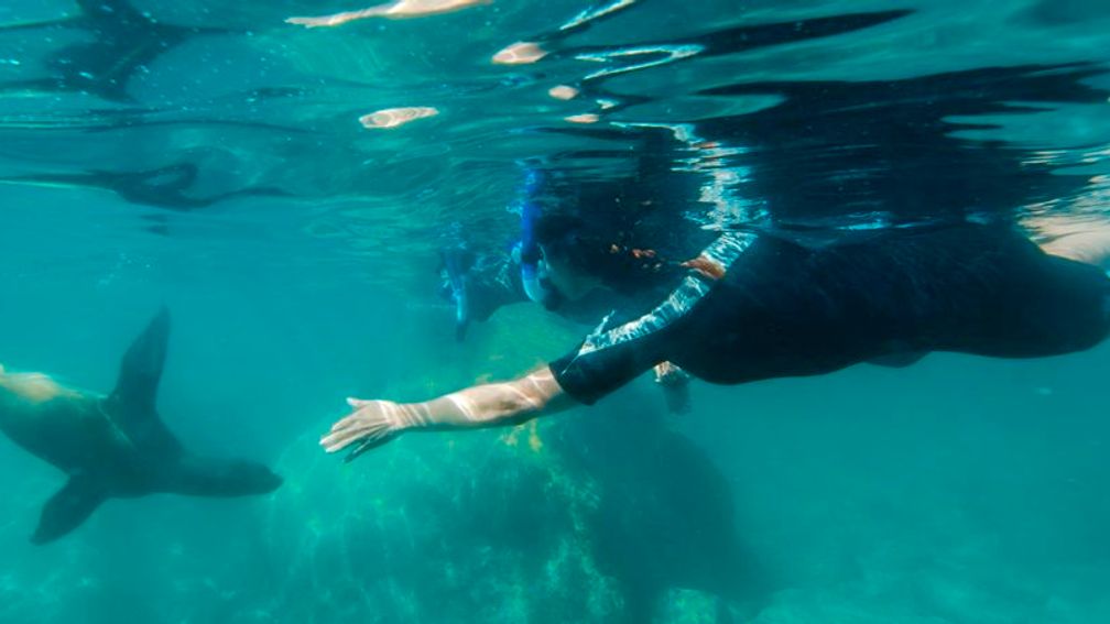 Visitors to La Paz can take a dip with sea lions in their natural habitat. // © 2013 Costa Baja Resort & Marina F