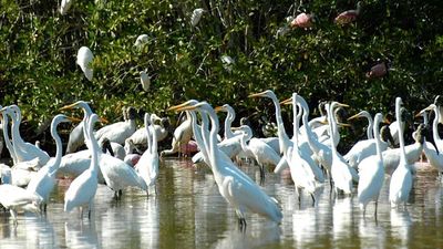 Great egrets are among the bird species visitors might spot during a boat ride. // © 2015 Riviera Nayarit Convention and Tourism Bureau