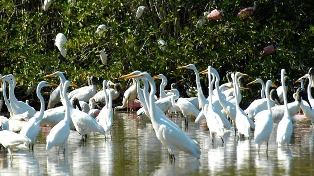 SanBlasBirds_FEATURE