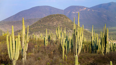 Tehuacan is known for its nature offerings, including a cacti forest.