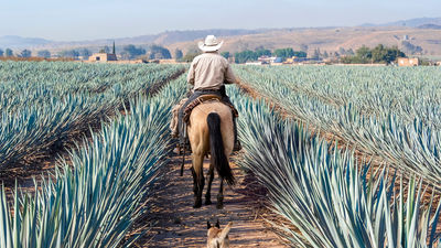 Tequila, Mexico, is considered to be the birthplace of the agave-based spirit.
