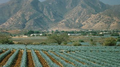 Hacienda de San Jose del Refugio is home to sprawling agave fields and tequila distillery Casa Herradura. // © 2014 Casa Herradura