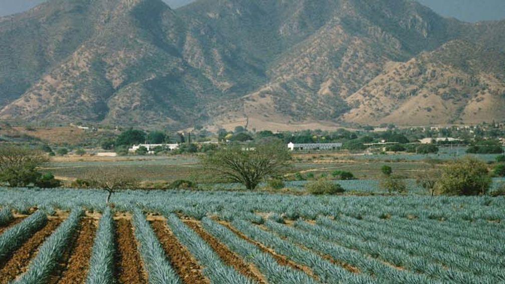 How to Make Tequila With Casa Herradura TravelAge West