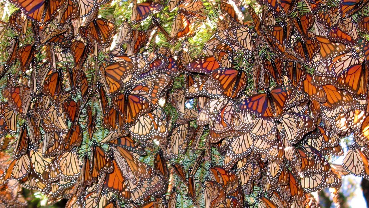 The monarch butterfly migration will be underway in Mexico by November.