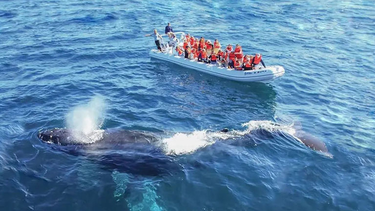 whalewatching