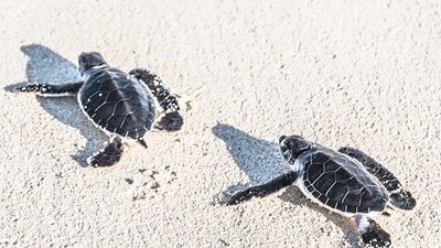 Sea turtle release programs are just one of many types of eco programs that all-inclusives offer. // © 2015 iStock 2