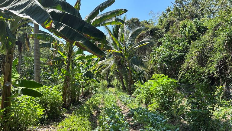 PlayaViva_Farm_2