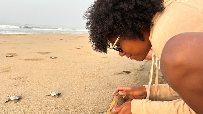PlayaViva_Turtles