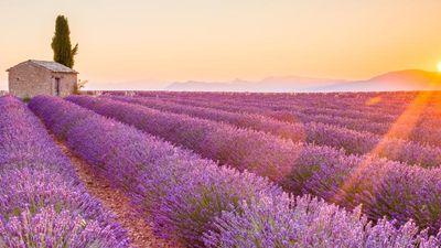 Interest in France, including Provence and its lavender fields, is expected to grow. // © 2016 iStock 2