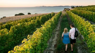 Marlborough, New Zealand, is famed for its zesty sauvignon blanc wines.