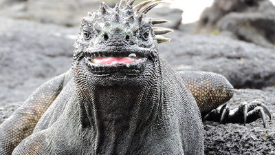 Iguana on Isabella Island in the Galapagos, Honorable Mention, 2016 TravelAge West reader photo contest // © 2016 Leslie Wahlgren