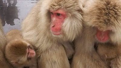 Professional photographer Mark Edward Harris used a GoPro Hero4 Black camera to capture images of animals during a tour with Walk Japan. // © 2015 Mark Edward Harris 3