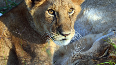 Mika Azeta of BCD Travel took this photograph at the Maasai Mara National Reserve and received an honorable mention. // © 2015 Mika Azeta