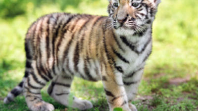 TripAdvisor and Viator Take a Stand for Animal Welfare