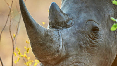 Travel Industry Organizations Rally Against Wildlife Trafficking