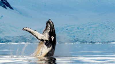 Cunard Line Returns to Alaska