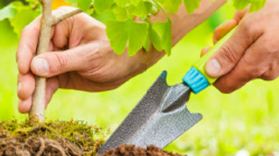 A Look at Trafalgar's New Reforestation Initiative
