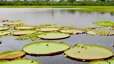 Clients who sail the Amazon with Aqua Expeditions may come face to face with the river's giant water lilies. // © 2016 Aqua Expeditions