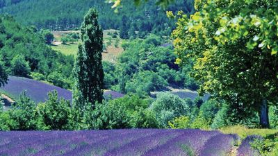 River cruises allow passengers to enjoy the French countryside. // © 2015 Gillies Zaiser/Scenic Cruises