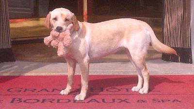 Karine Hagen and the real-life Finse the Puppy. // c 2014 Finse Foundation & Suzy-Jane Tanner F