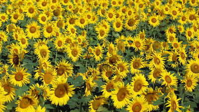 Due to the ship being unable to sail, a bus took cruisers to see sunflower fields outside of Arles. // © 2016 Mindy Poder