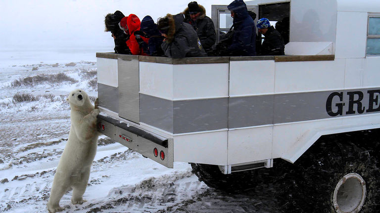 NatHab_polarbear2