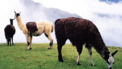 Contiki Combines Tours for New Brochure