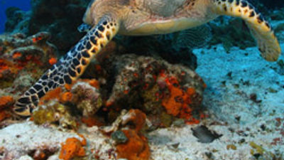 Journese Adds Cozumel to its Luxury Portfolio