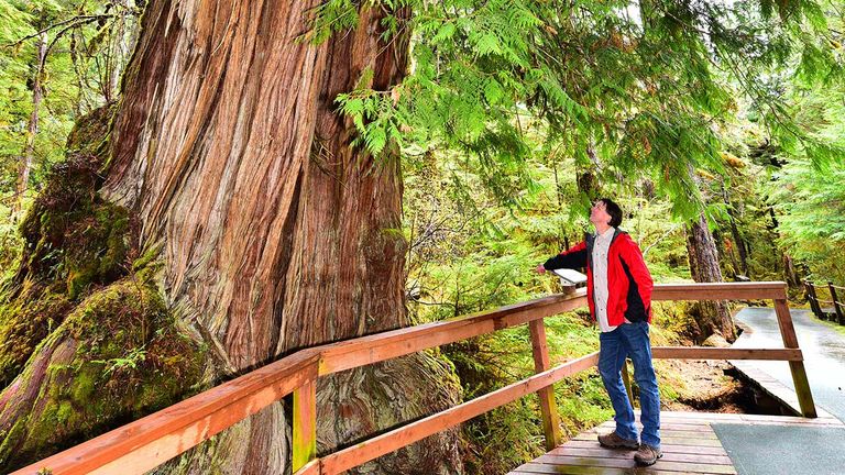 Ketchikan is located in a rainforest.