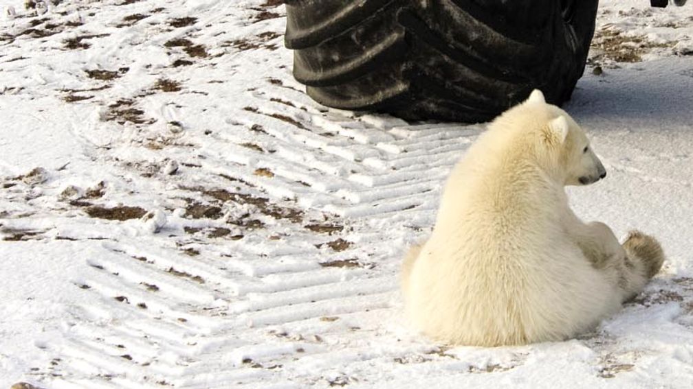 Fresh Tracks Canada can design custom tours for clients, including a visit with polar bears. // © 2013 Thinkstock 3