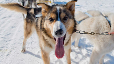 There are several dogsledding trips available in Denali park. // © 2014 National Park Service 3